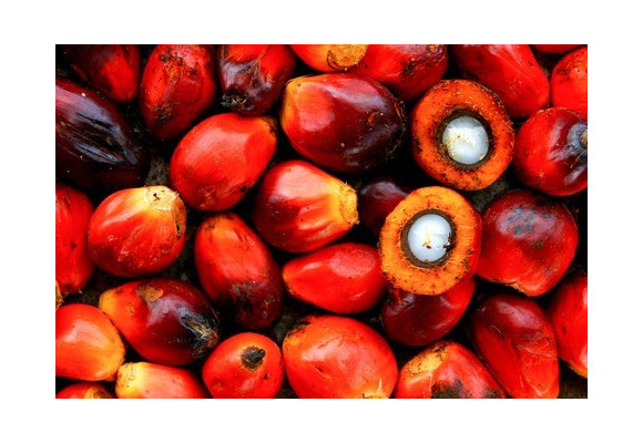 Olej palmowy 